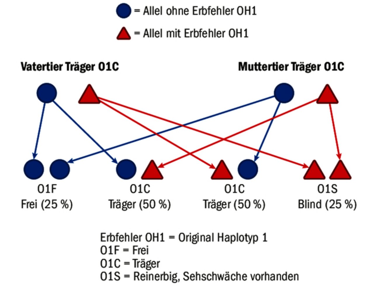 Vererbung eines Erbfehlers mit monogenem, homozygotem Erbgang am Beispiel der Sehstörung OH1. 