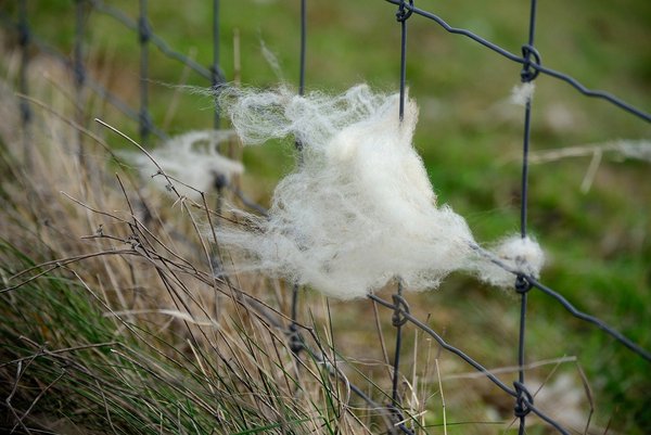 Verfilztes Schaf Nach Jahren Von Mehr Als Kilo Wolle Befreit