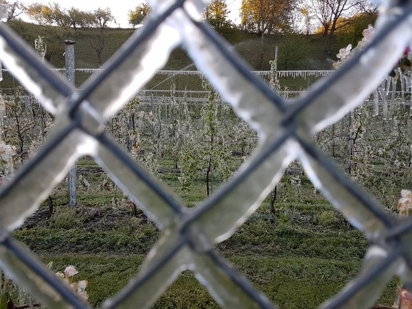 Frost Deutsche Bauern Verlangen Bundeshilfe Bauernzeitung Ch