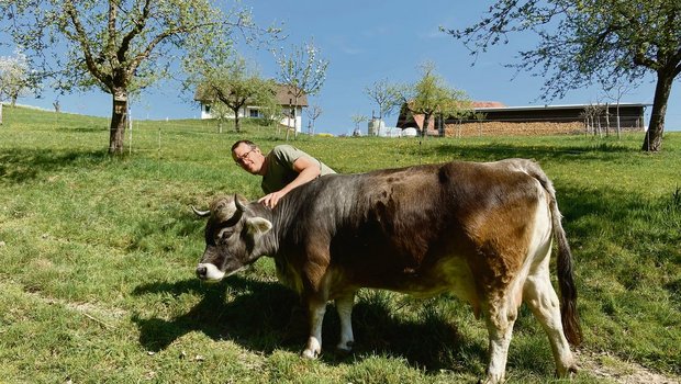 Markus Schwegler und seine Frau Claudia Meierhans haben bei der Betriebsübernahme von Milchkühen auf Mutterkühe umgestellt: «Emy-Lou war eine der ersten Kühe die 2015 auf den Katzhof zügelte. Sie ist die gute Seele der Herde.», sagt der Betriebsleiter. (Bild akr)