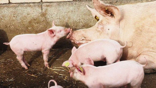 Die Ställe der IPS-Schweineproduzenten stehen. Einfach mehr Tiere auf der gleichen Fläche zu halten, gehe nicht. Den Produzenten fehlt die Planungssicherheit. 