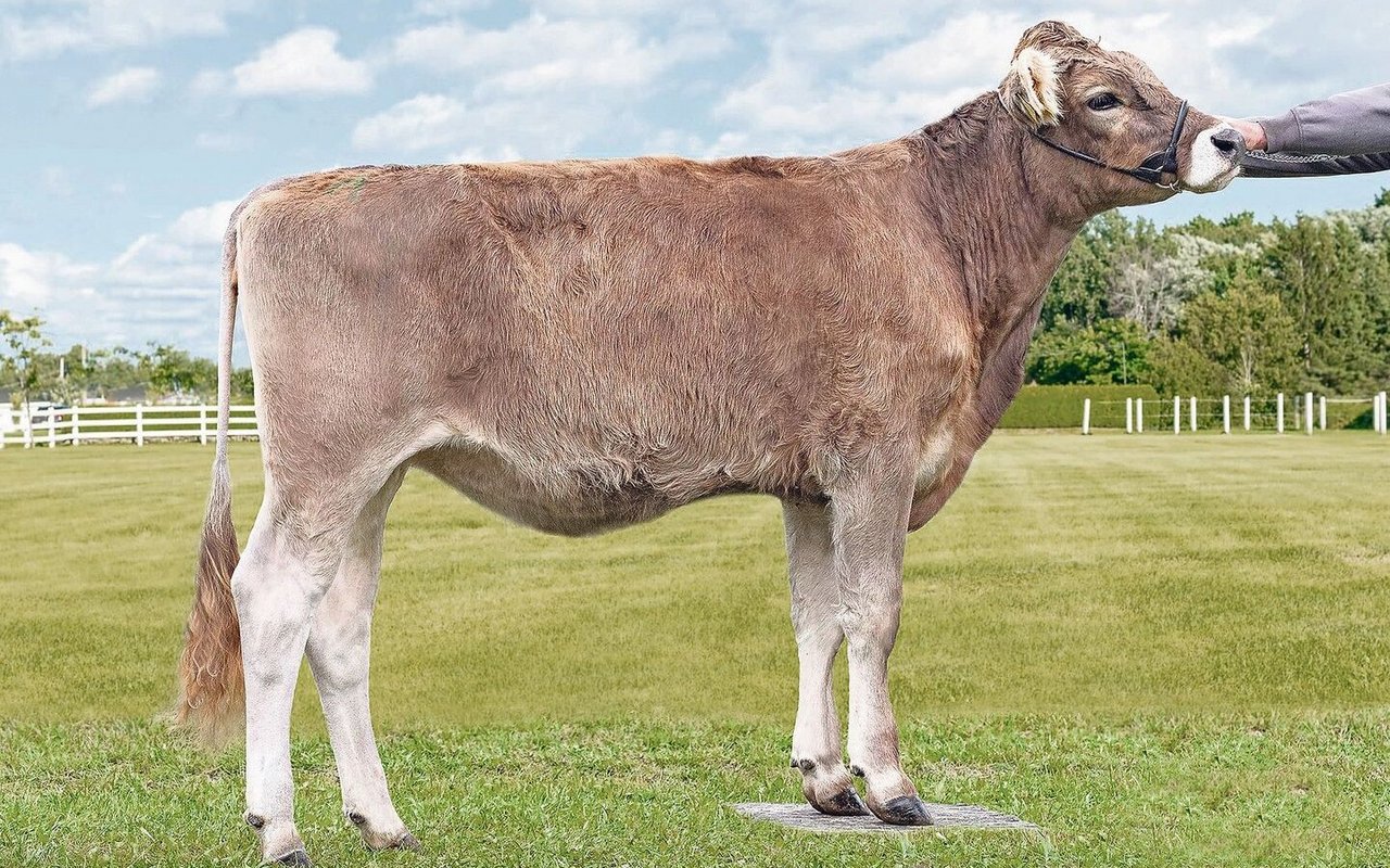 Schautiere waren gefragt: Das Original-Braunvieh-Tier Arcas Flura war das teuerste Los der Online-Neujahrsauktion.