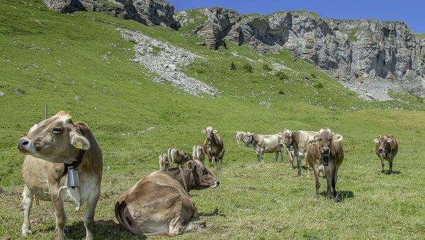 45 % der Original-Braunvieh-Kühen wurden 2020 gealpt. (Bilder Braunvieh Schweiz)