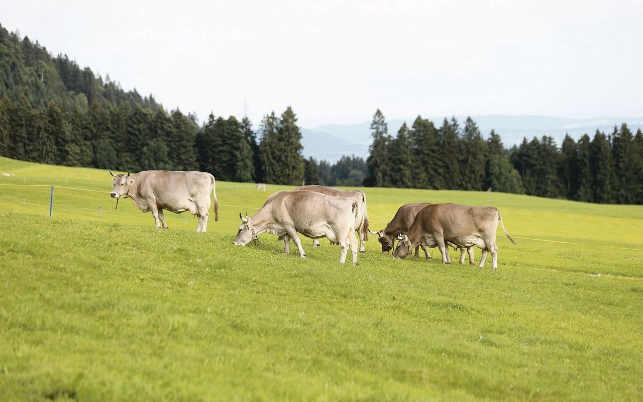 Vieh wird in Schwyz bereits viel geweidet, die Anforderungen des neuen RAUS-Weideprogramms sind aber für viele Bauern nicht praxistauglich.