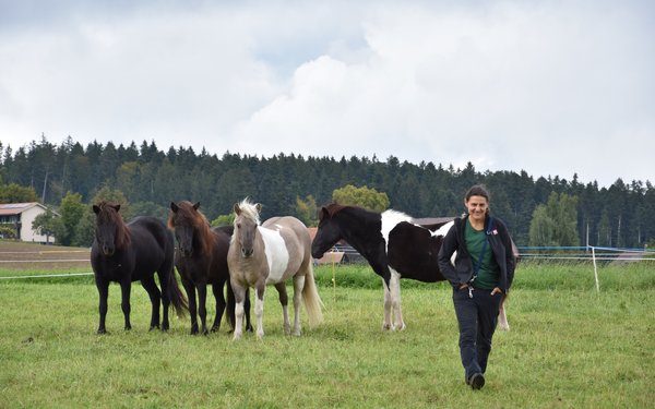 Astrid Michels Pferde teilen ihr Revier mit Kühen und Hühnern