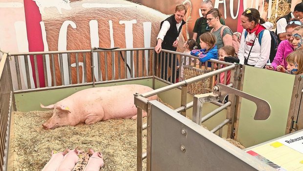 Kritik zum Trotz: Die Schweizer Schweinehaltung darf sich zeigen, so wie hier an der Luga 2023.