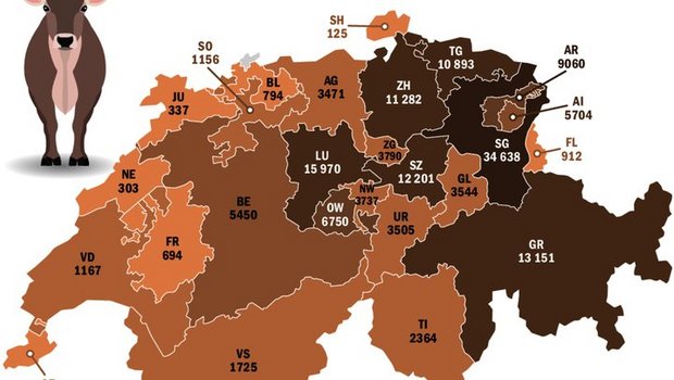 St. Gallen ist die Hochburg der Braunen Kuh. Wie die Zahlen von Braunvieh Schweiz zeigen, ist sie aber in der ganzen Schweiz beheimatet.