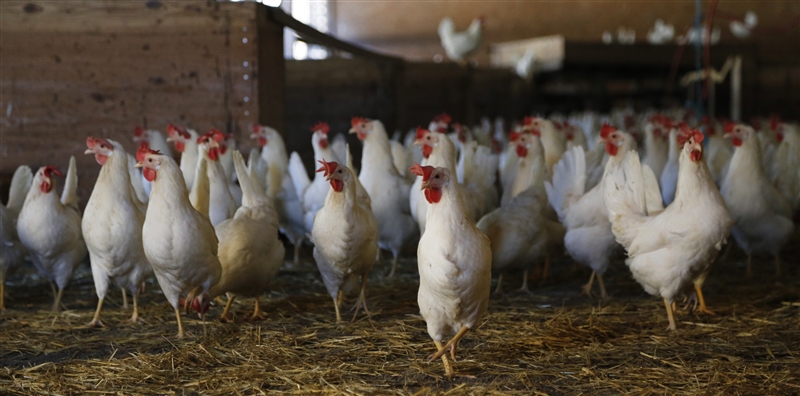 Erste Meldungen über Vogelgrippe Fälle bei Hausgeflügel bauernzeitung