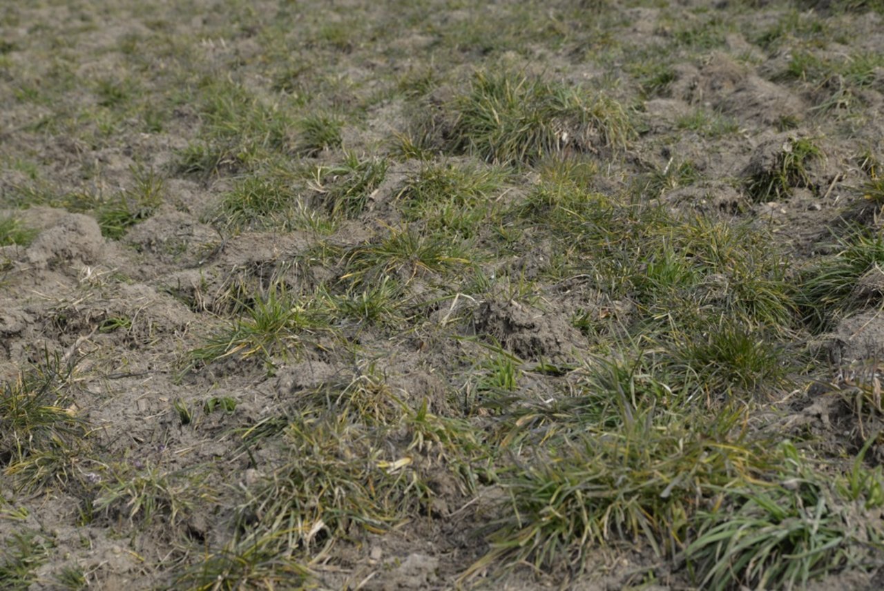 Auch für den pfluglosen Kunstwiesenumbruch kann der CMN Vario Digger eingesetzt werden. Hier nach dem ersten Durchgang. (Bild: Katharina Scheuner)