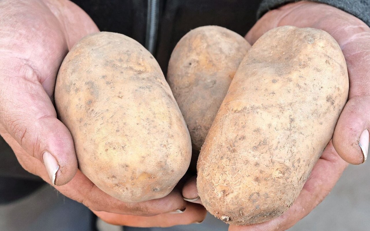 Die gelbschalige Jelly: «Damit kannst du einen super Kartoffelstock machen», sagt Christian Roth.