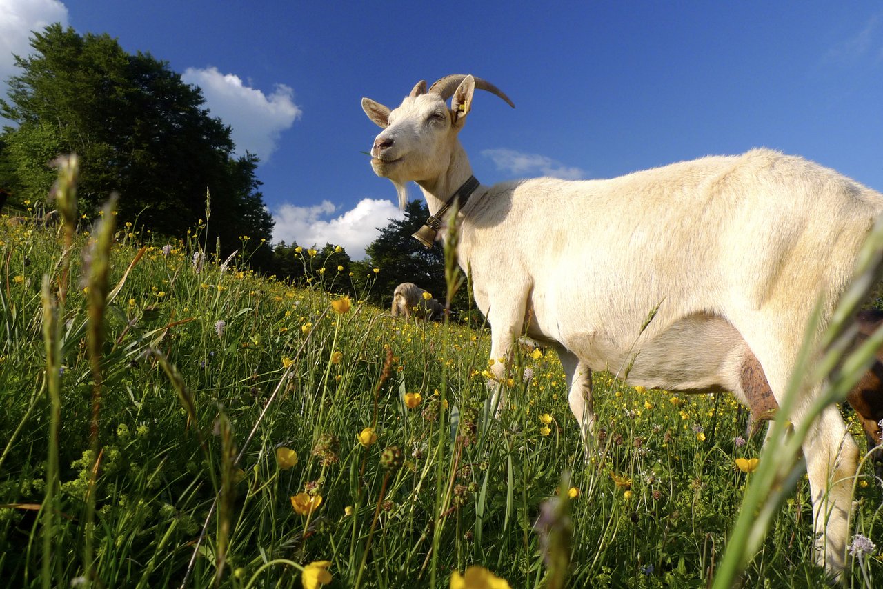 Die Ziegenhaltung ist im Aufwind. Verbandspräsident Andreas Michel betont aber, dass bei der Milchproduktion zu wenig und zu viel oft nahe beieinander liegen. (Bilder Felix Arnold/landwirtschaft.ch/SZZV)