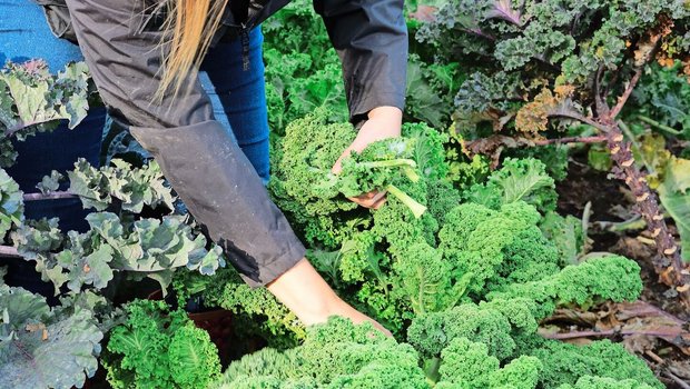 Federkohl, der auch «Kale» genannt wird, gibt es in verschiedenen Farben. Er kann den ganzen Winter bei frostfreien Temperaturen geerntet werden. 