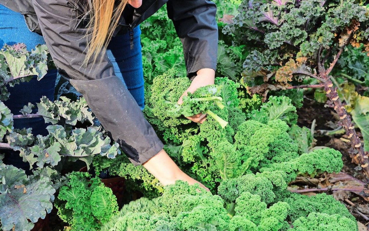 Federkohl, der auch «Kale» genannt wird, gibt es in verschiedenen Farben. Er kann den ganzen Winter bei frostfreien Temperaturen geerntet werden. 