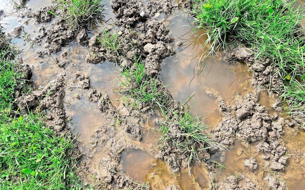 Wie wintert man Weideflächen am besten ein, wenn tiefe Trittschäden die Landschaft verunstalten? Wenn Gras mit 7 bis 10 cm in den Winter geht, können ihm Schneeschimmel und andere Schadorganismen nichts anhaben. 