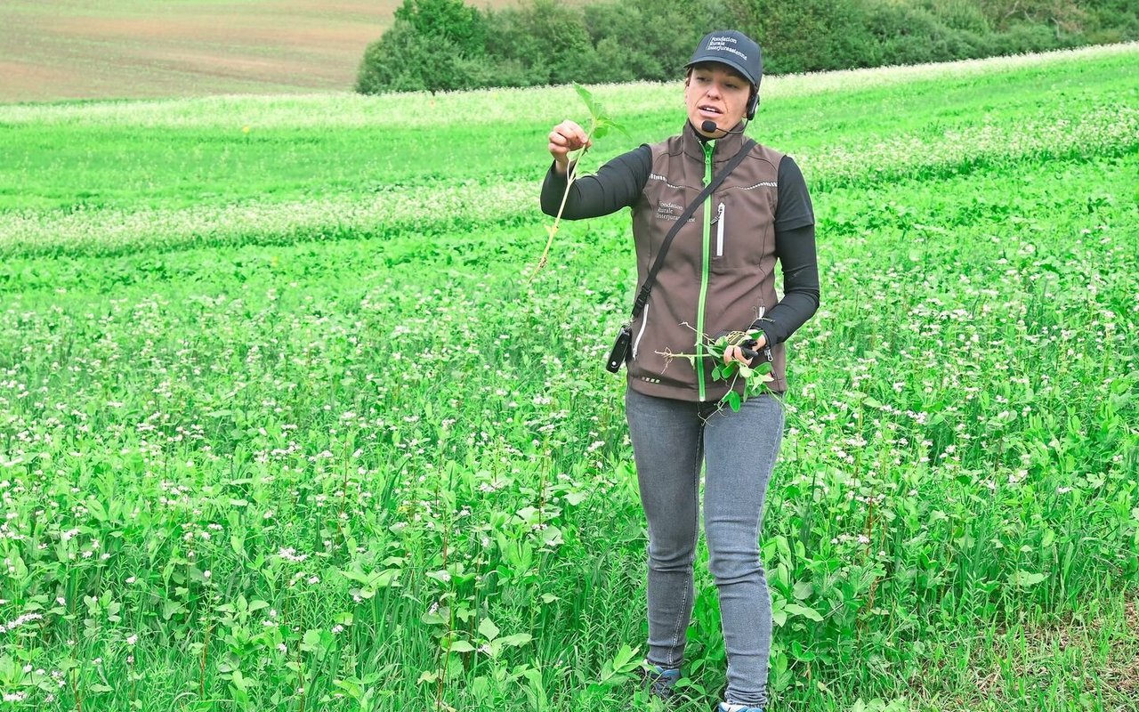 Amélie Fietier von der Fondation rurale interjurassienne stellt am Flurgang eine Zwischenfrucht aus Buchweizen, Ramtillkraut und Sorghum vor.