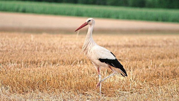 Eigentlich sind die Beine des Storchs rot. Der eigene weisse Kot dient den grossen Vögeln aber als Sonnenschutz auf der Haut.