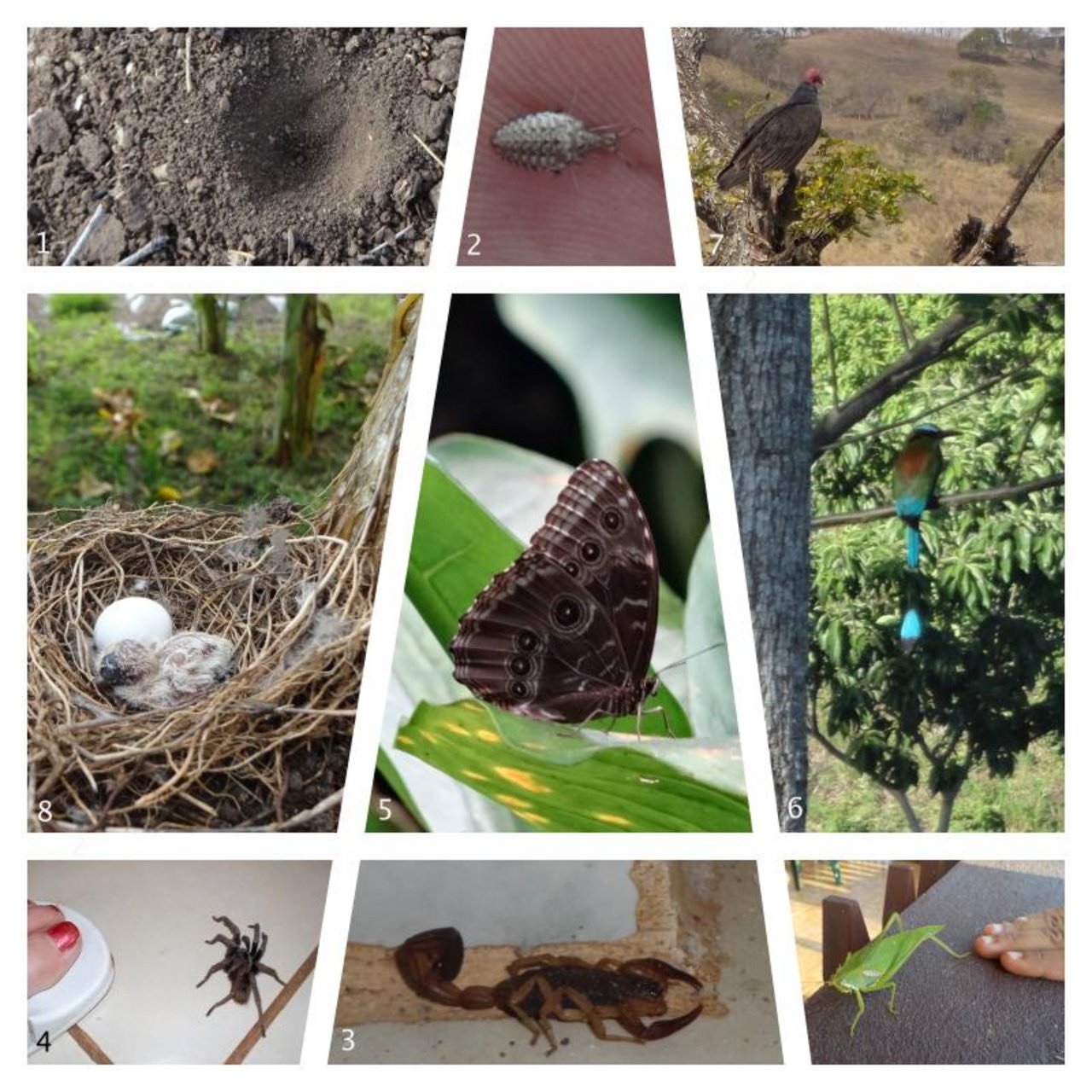 Die Collage von Mirka Lötscher zeigt, was alles um die Finca kreucht und fleucht. (Collage Mirka Lötscher)