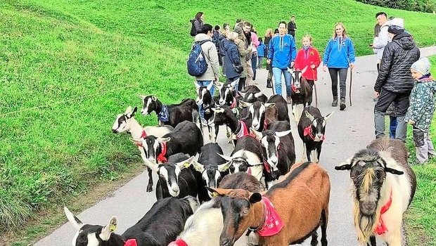 Nicht nur die Helferinnen und Helfer tragen traditionelle Hemden, auch jede Ziege trägt ein rotes Tuch um den Hals. 