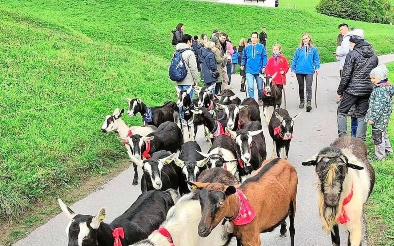 Nicht nur die Helferinnen und Helfer tragen traditionelle Hemden, auch jede Ziege trägt ein rotes Tuch um den Hals. 