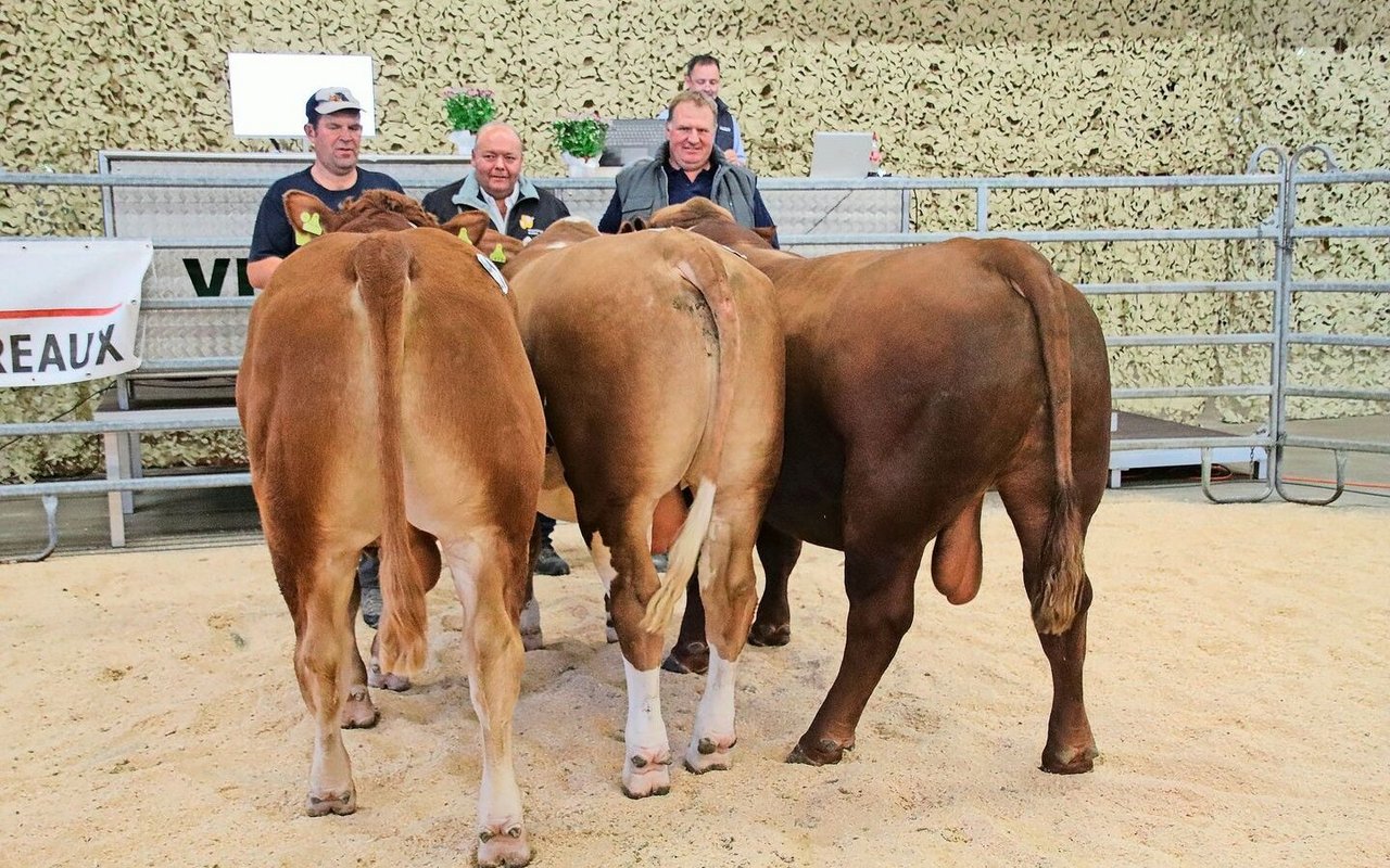 Die Champion: Bei den Limousin überzeugte Plantahof Napf vom Plantahof in Landquart GR. Bei den Simmental holte sich M-Yellow von der JVA Witzwil den Titel, und bei den Angus siegte Sunhill Starlight von Stefan Siegenthaler, Freiburg.