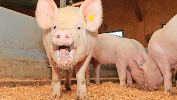 Die im Kanton Luzern bedeutende Schweinezucht bringt aktuell wieder hohe Erlöse. 