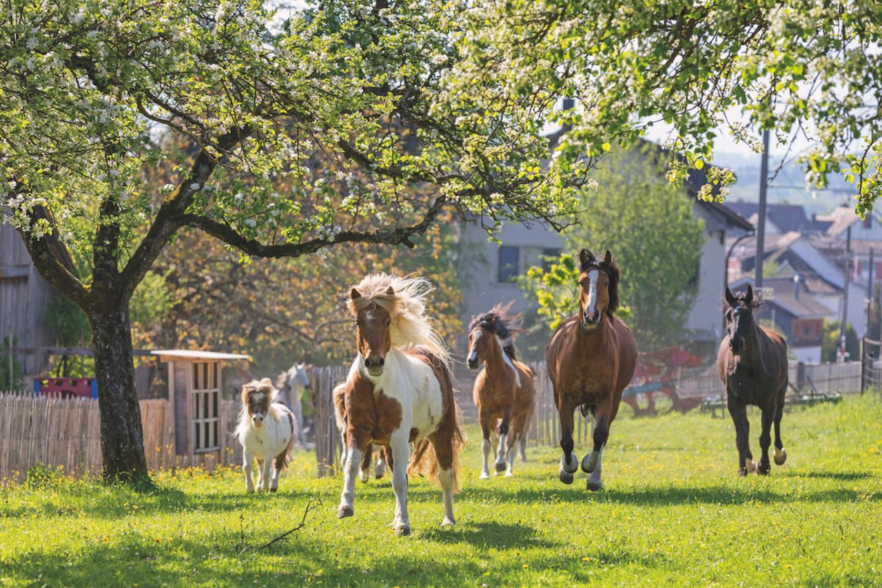 Die Pferde auf dem Hof narr leben in einem Freilaufstall und werden nicht geritten. (Foto: Johanna Bossart)