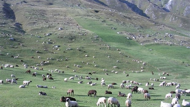 Das Bundesamt für Umwelt und der Kanton Wallis haben die Situation auf den Schafalpen im Kanton untersuchen lassen. (Bild: BauZ)