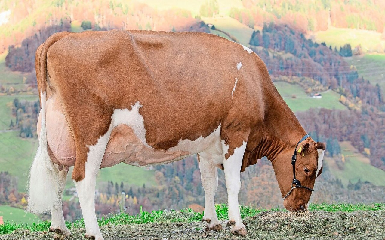 Sie ist eine der am höchsten beurteilten SF-Kühe der Schweiz: Zurbrügg’s Odyssey Havanna EX-95 6E (94/95/95/98). 