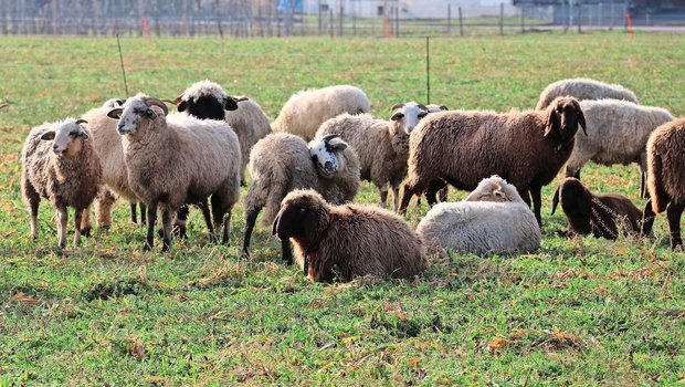 Seit dem 1. Oktober werden alle Schafhaltungen in der Schweiz auf Moderhinke beprobt. Positiv getestete Betriebe werden gesperrt und müssen saniert werden. 