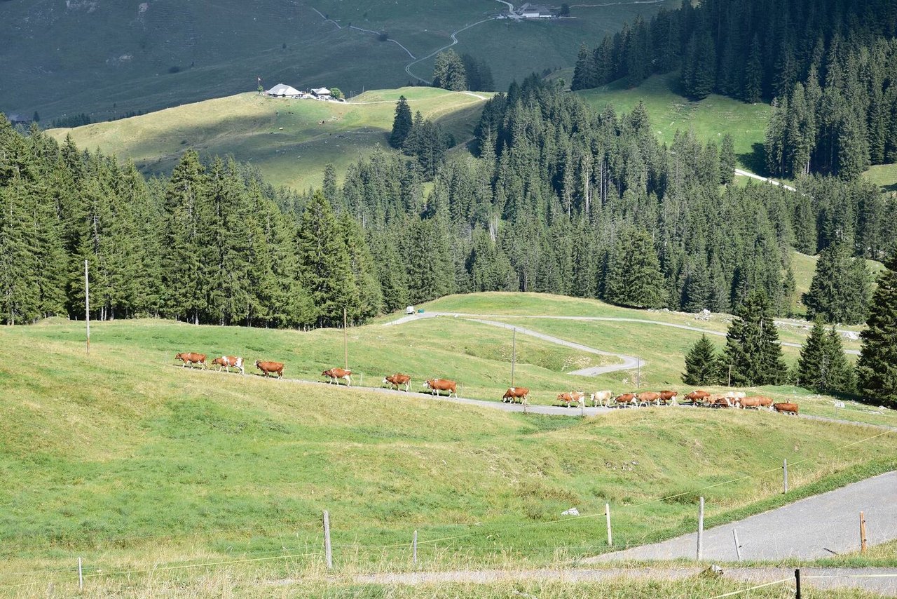 Die Kühe werden zum Melken in den Stall getrieben. Zum Teil müssen sie dabei über eine halbe Stunde laufen. Sonst verbringen sie Tag und Nacht auf der Weide. 