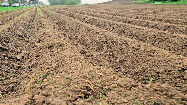 In den Kartoffeldämmen tut sich bei Kälte wenig. Der Boden isoliert die Knollen aber gegen Minusgrade.
