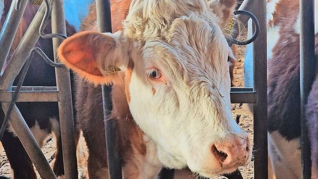 Die Schweiz soll gesunde Tiere züchten, die aus Raufutter effizient Milch oder Fleisch produzieren, um die Umweltbelastung zu minimieren.