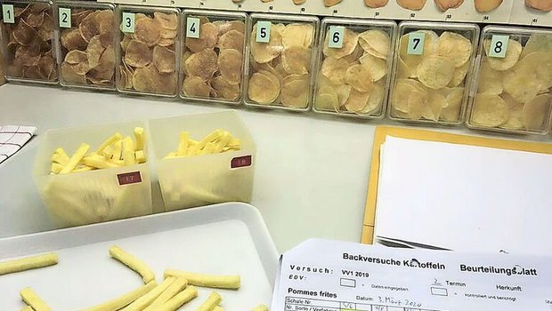 Frühreif, frittiert gut gefärbt und knusprig: So sähen die optimalen Frühkartoffeln für die Verarbeitung aus.