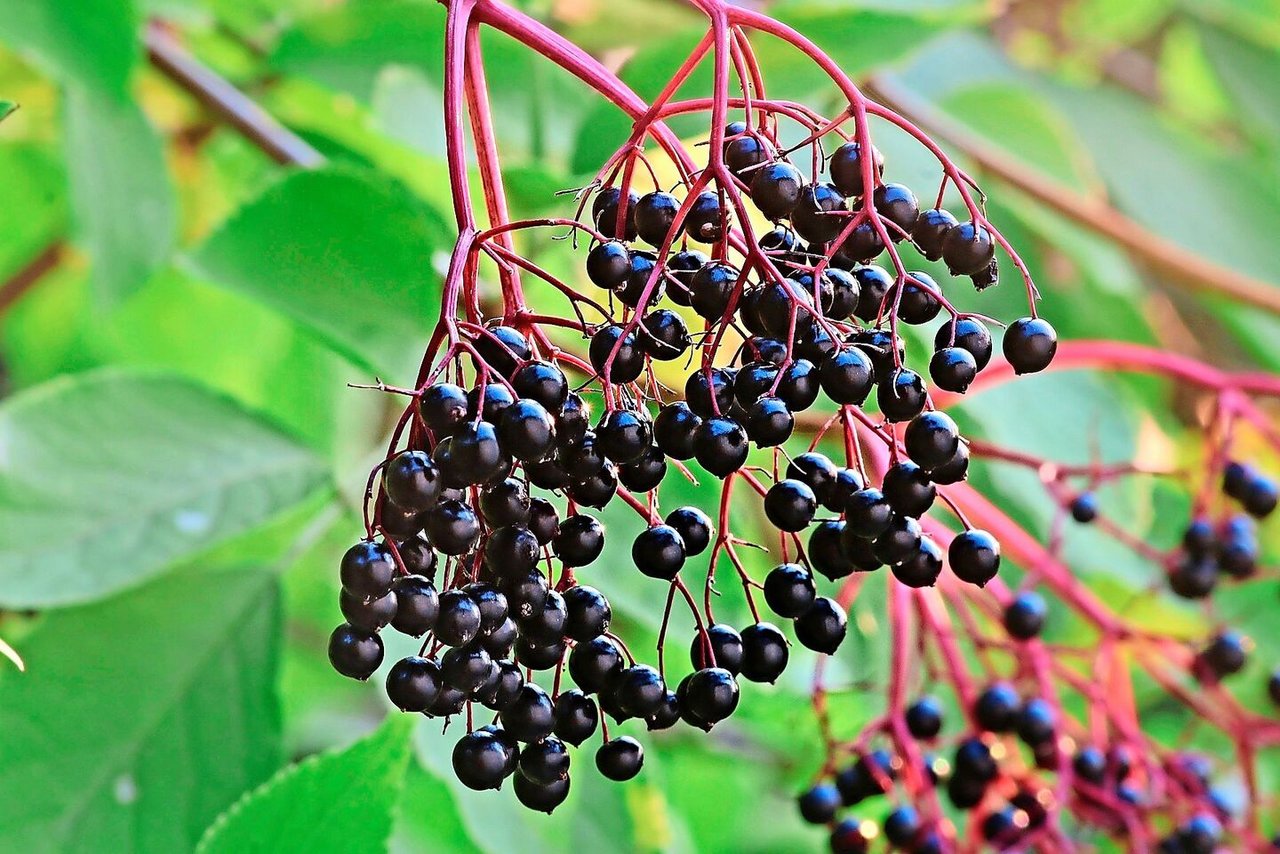 Heilend und lecker: der schwarze Holunder. 