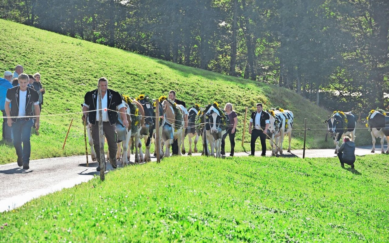 Hier kommen die schön geschmückten Kühe der Familie Markus Walser von der Obere Wechten anmarschiert. Sie haben einen fast stündigen Marsch hinter sich.