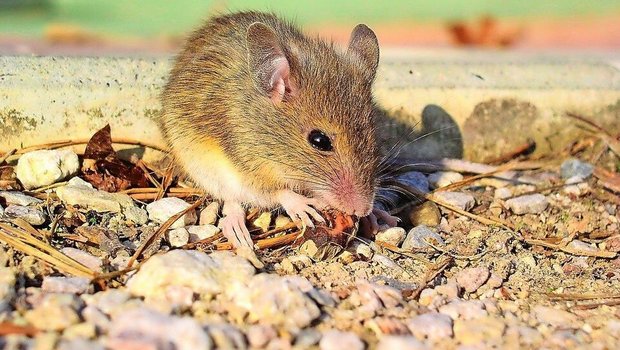 Nager wie Mäuse fühlen sich wegen des vielen Futters und den Versteckmöglichkeiten wohl auf dem Hof. 