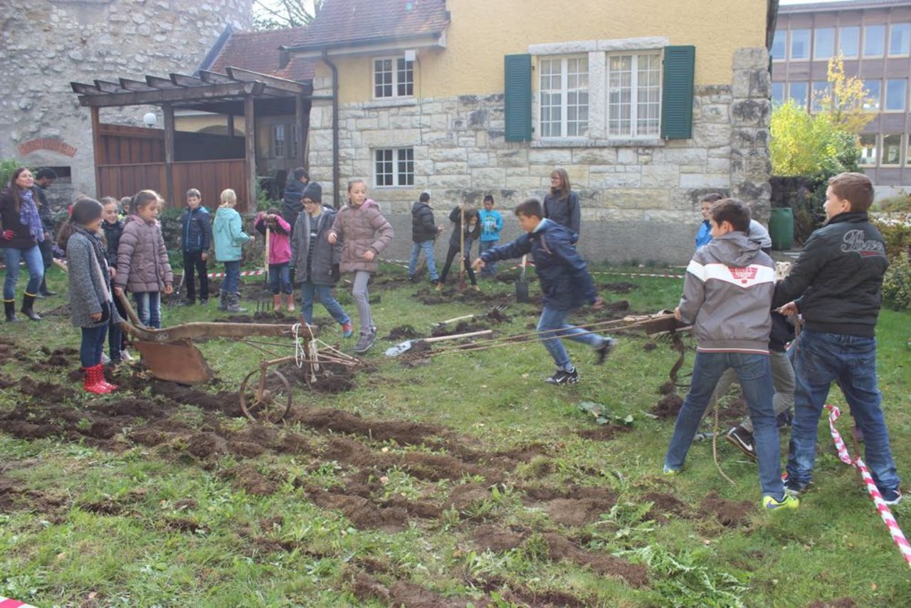 Mit menschlicher Zugkraft hat die Brugger Schulklasse ihren neuen Garten gepflügt. (Bild zVg)