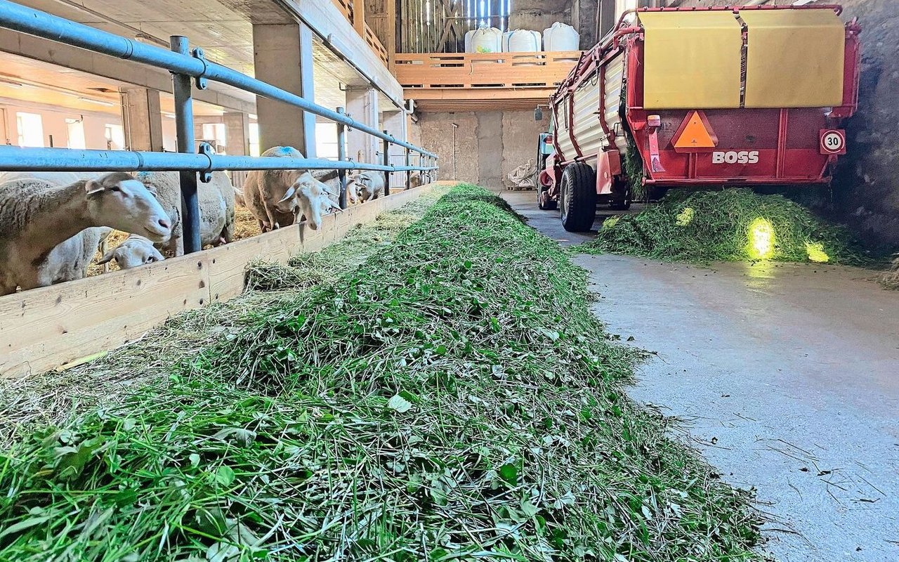 Beim Eingrasen ist Seraina Pedrolini mit einem leichten Gespann aus einem kleinen Traktor und einem kleinen Ladewagen unterwegs. 