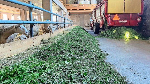 Beim Eingrasen ist Seraina Pedrolini mit einem leichten Gespann aus einem kleinen Traktor und einem kleinen Ladewagen unterwegs. 