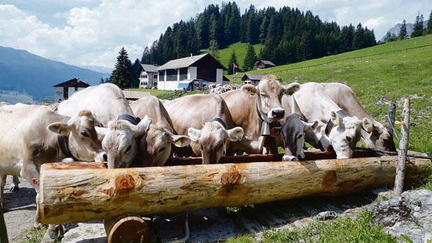 Die Grünlandherde des Plantahofs verbringt den Sommer auf der Alp Parpan (Bild Plantahof).