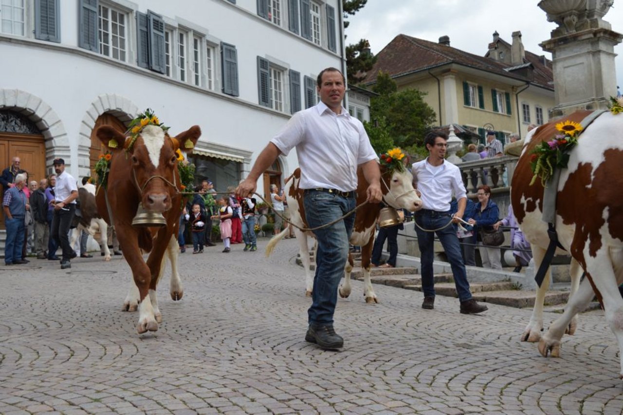 Rund 15 mit Blumen geschmückte Kühe zogen durch die Gassen der schönsten Schweizer Barockstadt.