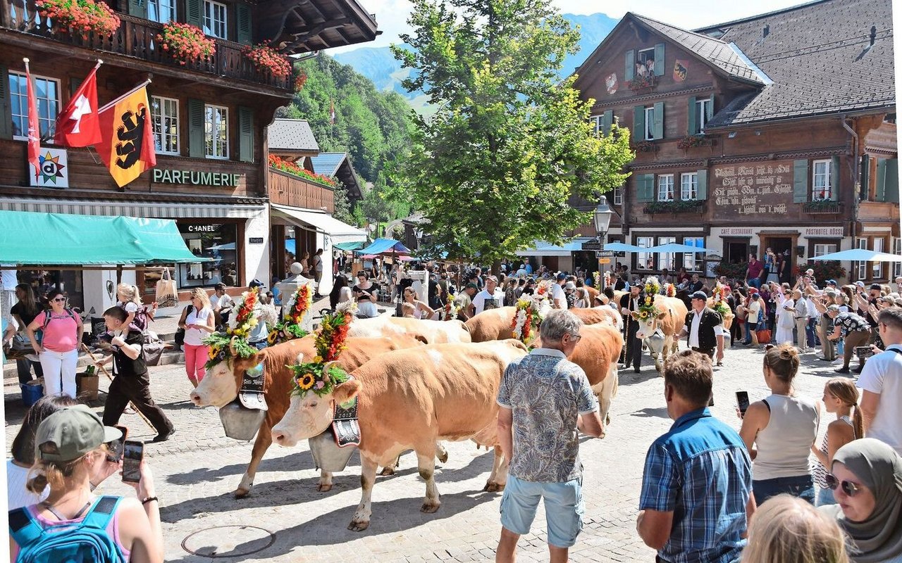 Einzug der schönen reinen Simmentaler-Kuhherde von Familie Johann und Anita von Grünigen aus Turbach BE. Sie waren den Sommer über auf der Alp Obere Mettle. 