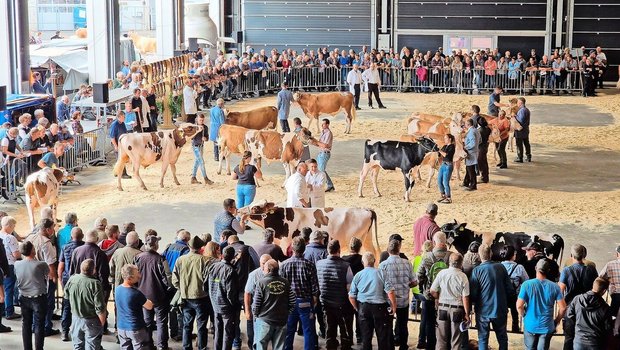 Am Dienstag, 17. September, werden in Thun 200 Stiere aufgeführt: Es ist Zuchtstiermarkt. 