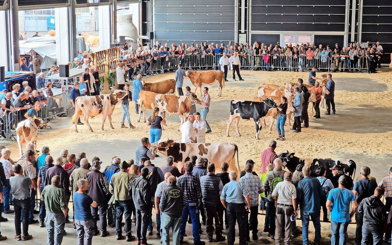 Am Dienstag, 17. September, werden in Thun 200 Stiere aufgeführt: Es ist Zuchtstiermarkt. 