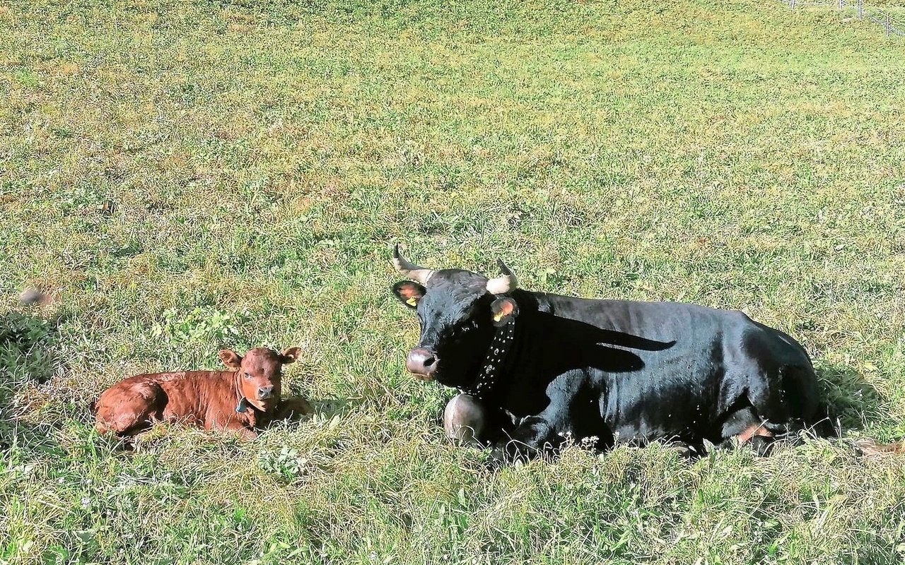 Die Eringerkuh Mitiaro mit ihrem Kalb Medusa, das dieses Jahr auf der Alp geboren wurde. Die Freude über den Nachwuchs ist gross. 