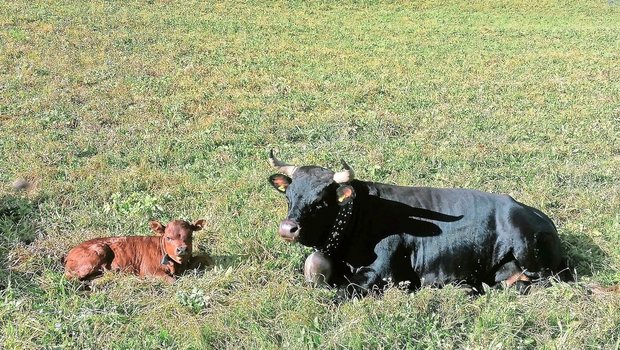 Die Eringerkuh Mitiaro mit ihrem Kalb Medusa, das dieses Jahr auf der Alp geboren wurde. Die Freude über den Nachwuchs ist gross. 