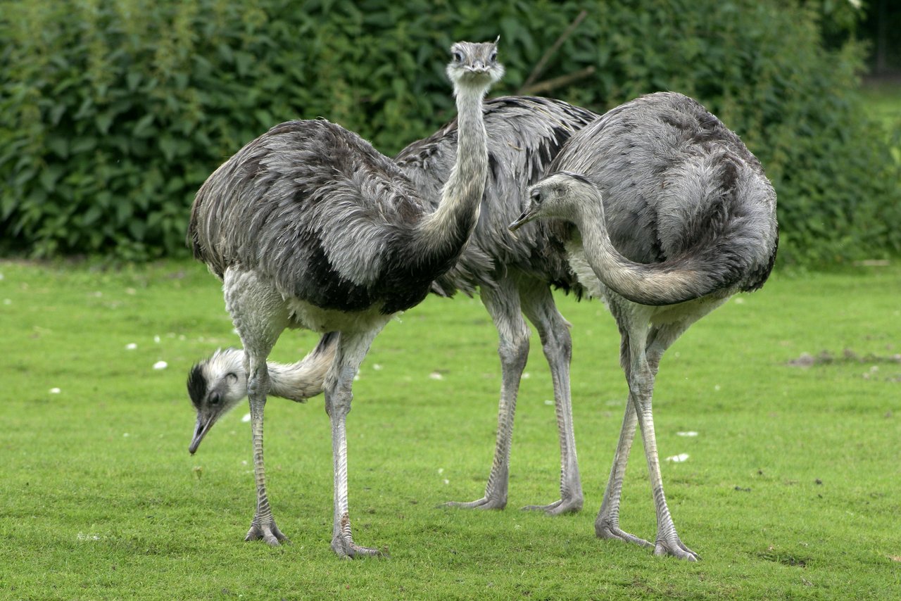 Nandus - hier drei ausgewachsene Tiere - gehören zur Gattung der Laufvögel. Sie stammen aus Südamerika und können nicht fliegen. (Bild: Nino Barbieri)