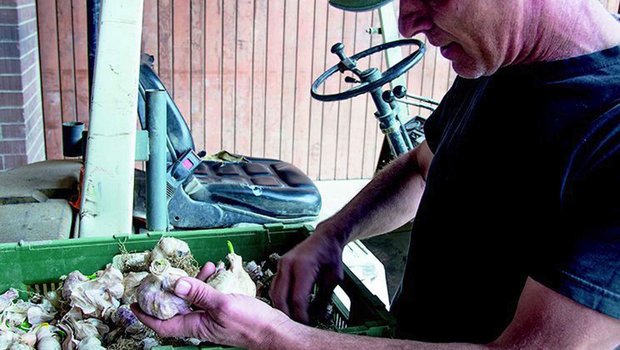 Knoblauch lässt sich in der Schweiz profitabel anbauen. (Bild: David Eppenberger)