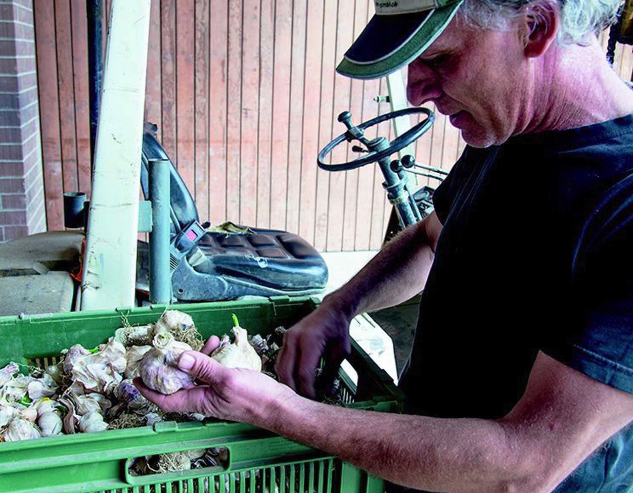 Knoblauch lässt sich in der Schweiz profitabel anbauen. (Bild: David Eppenberger)