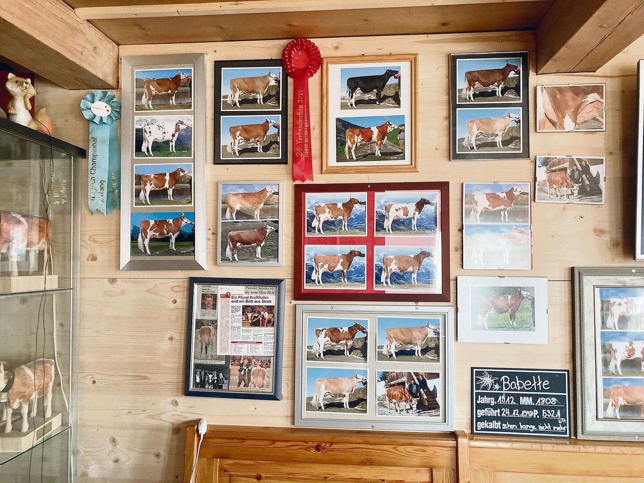 Viele schöne Erinnerungsstücke von ihren wertvollsten Kühen: Ausstellungen und Viehschauen sind Familiensache.
